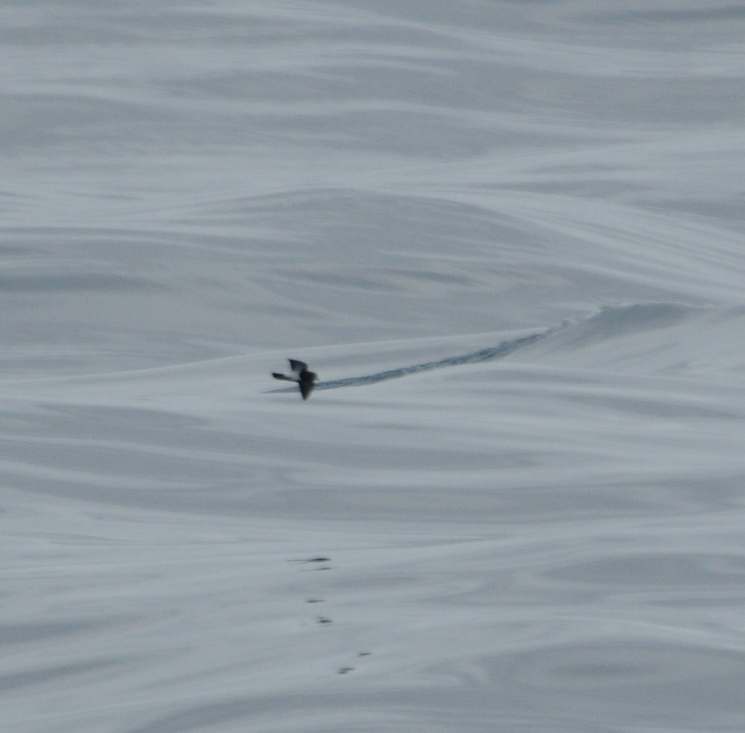 Black-bellied Storm-Petrel - ML50831201