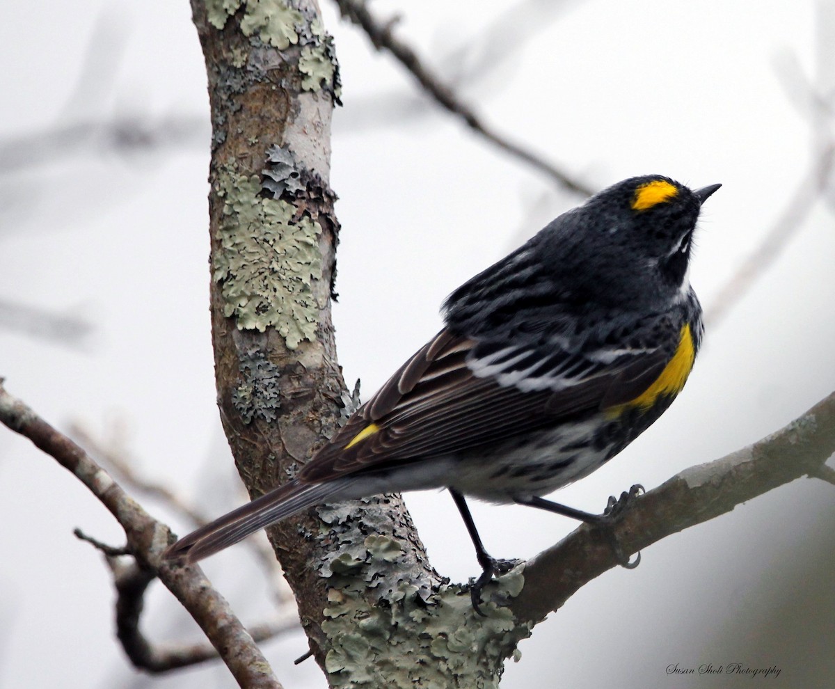 Yellow-rumped Warbler - ML508312051