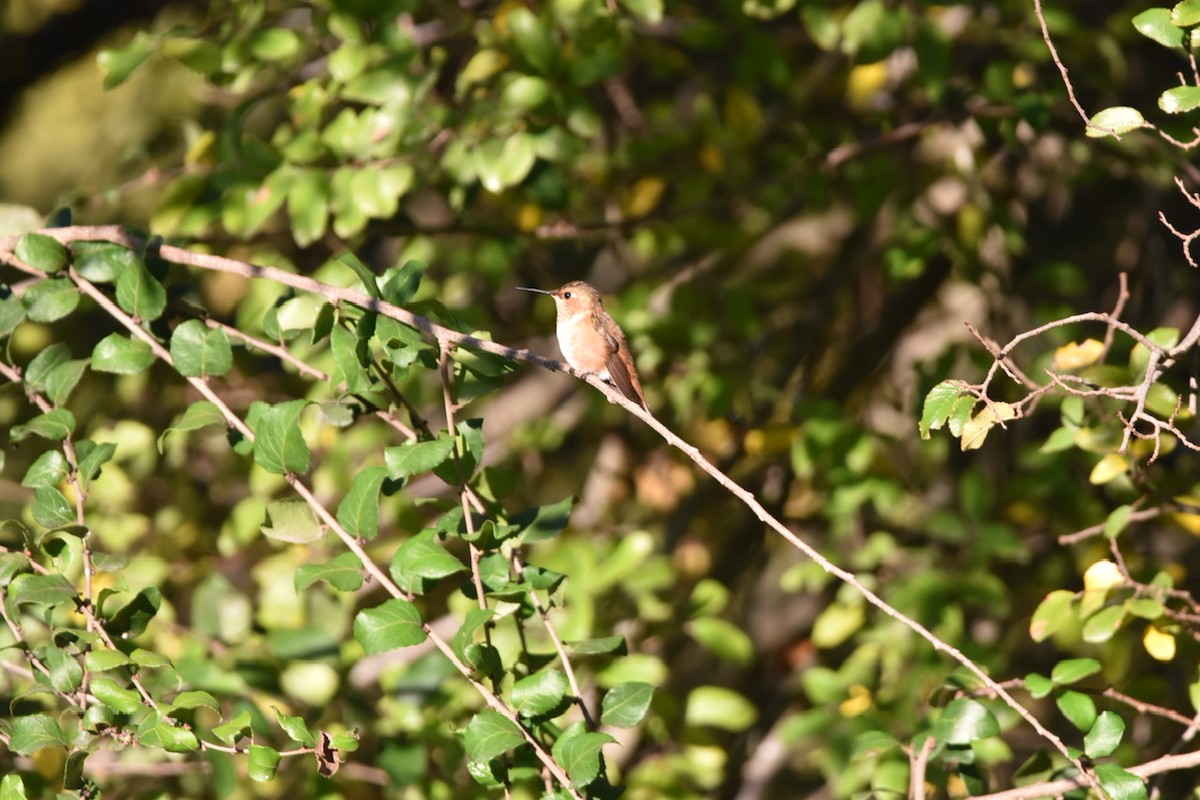 Rufous Hummingbird - ML508312231