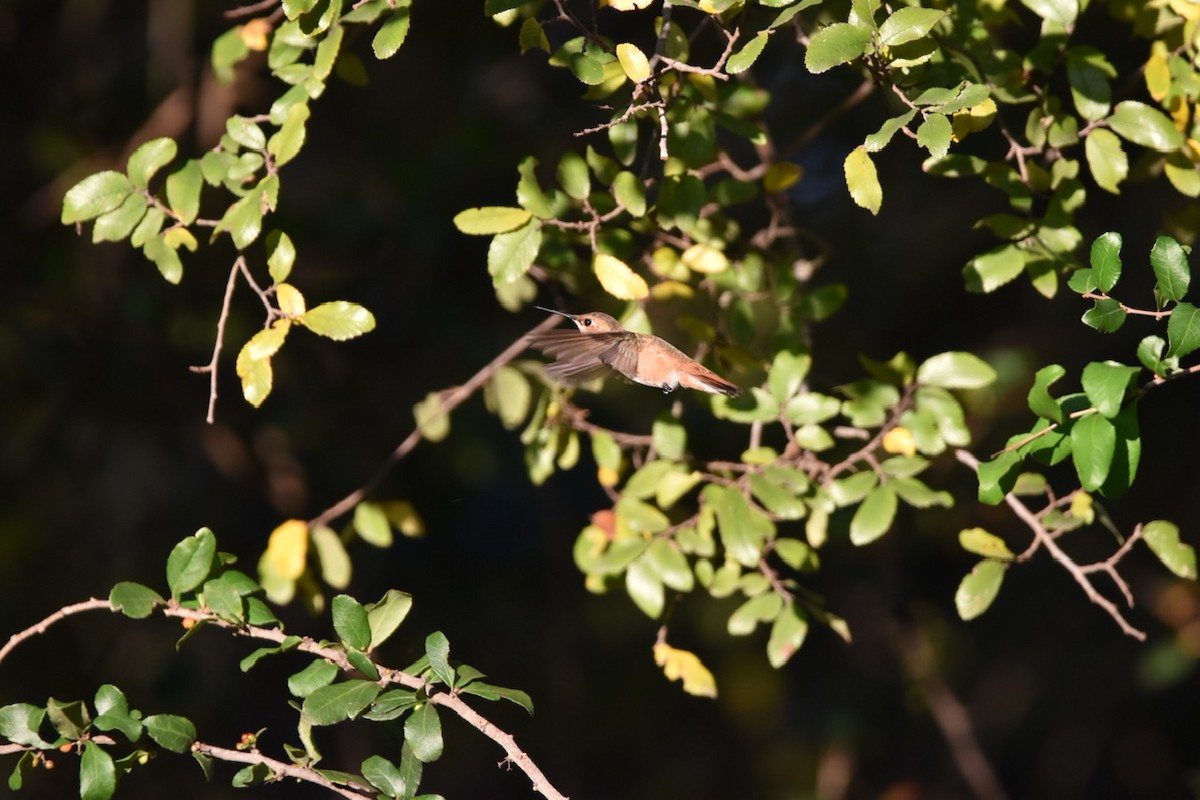 Rufous Hummingbird - ML508312241