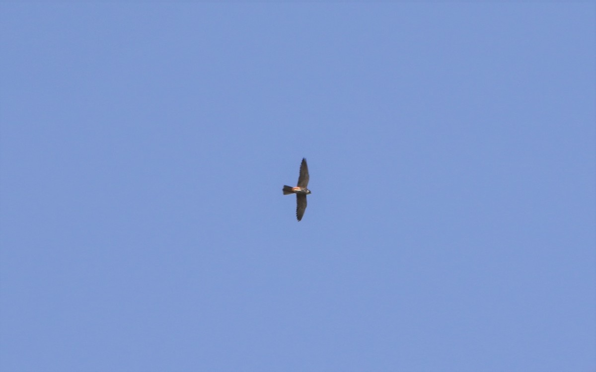 Eurasian Hobby - ML508313191