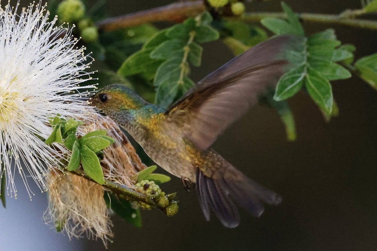 Charming Hummingbird - Michael Pogue