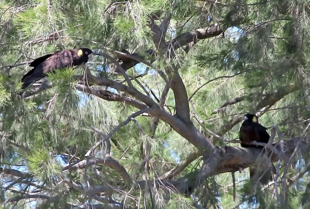 Yellow-tailed Black-Cockatoo - ML508315411