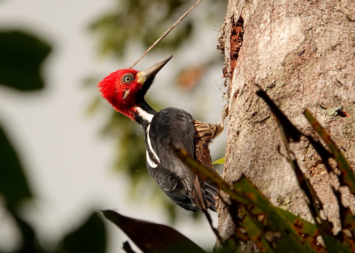 Crimson-crested Woodpecker - jerry pruett