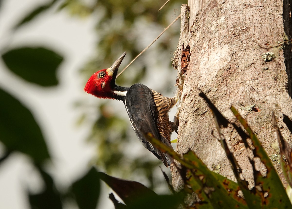 Crimson-crested Woodpecker - ML508316151