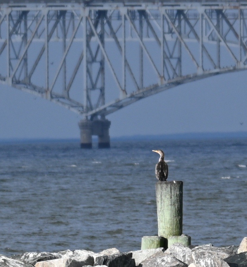 Double-crested Cormorant - ML508316181