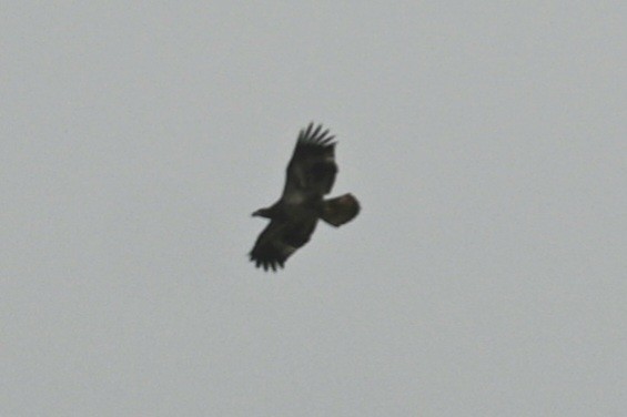 Bald Eagle - ML508316291