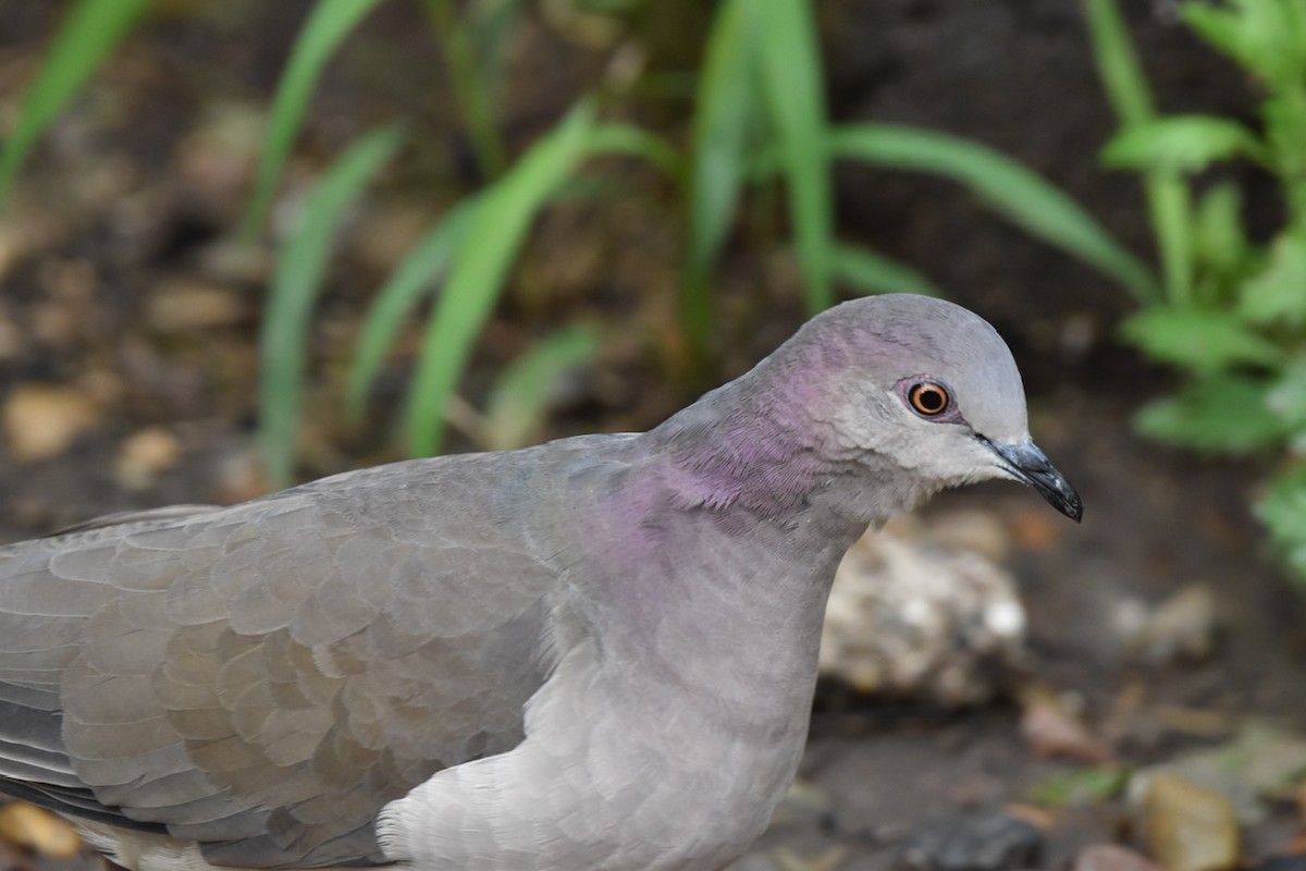 White-tipped Dove - ML508316921