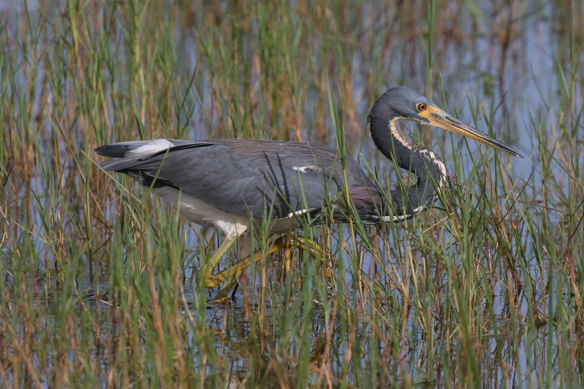 Tricolored Heron - Mark Gallagher