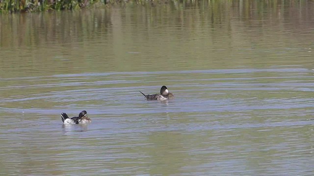 Ruddy Duck - ML508320141