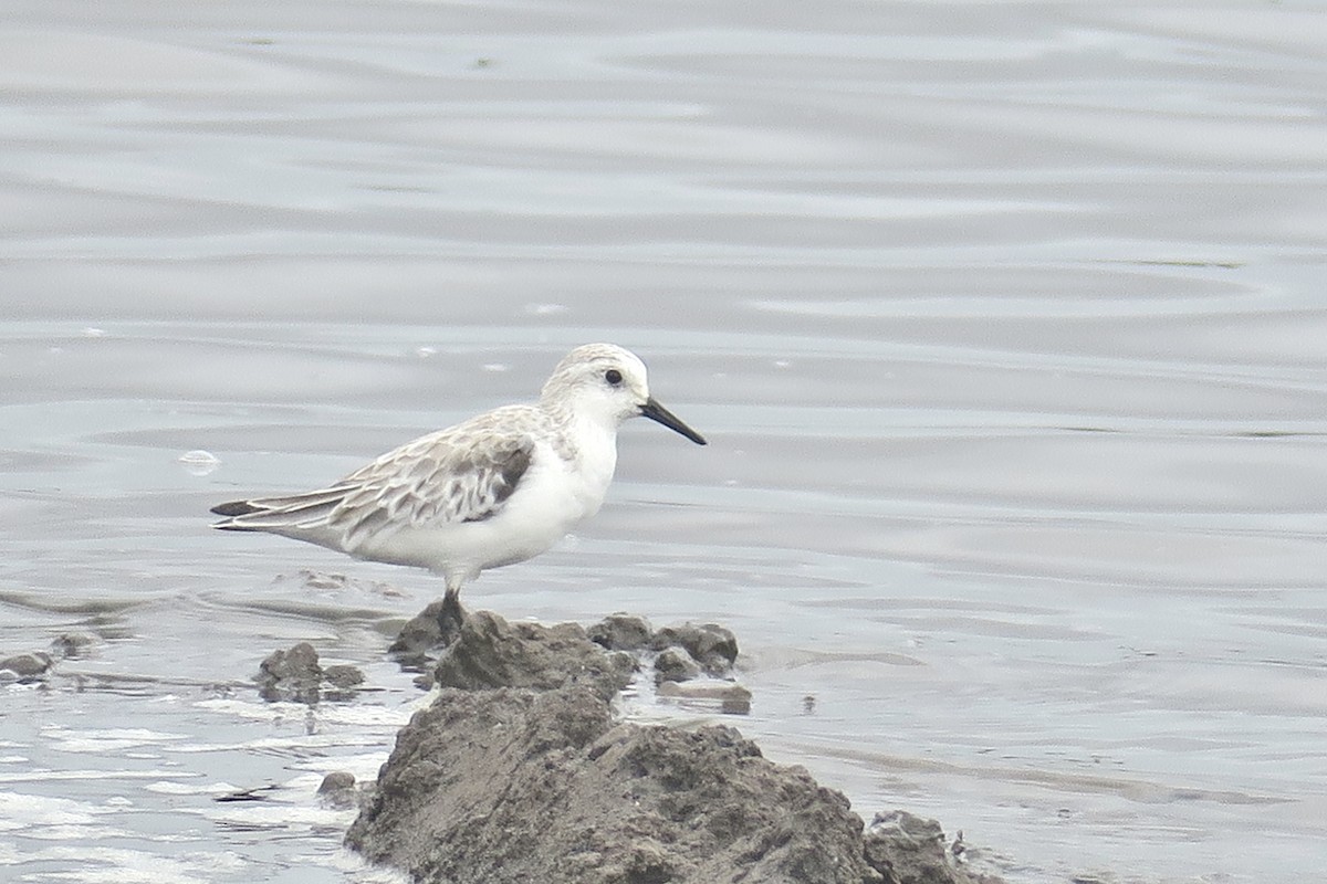 Bécasseau sanderling - ML508321221