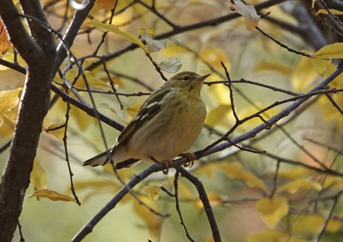 Blackpoll Warbler - ML508321311