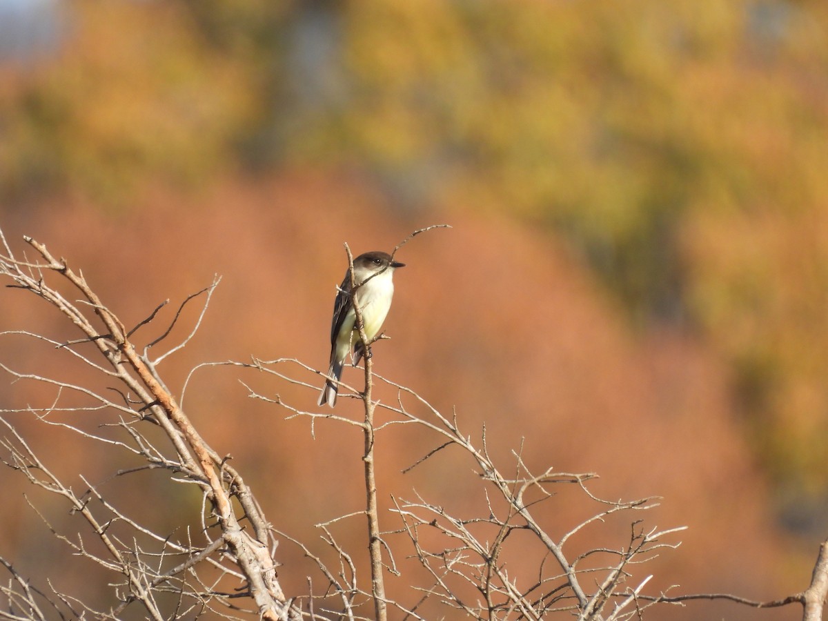 Eastern Phoebe - ML508321501