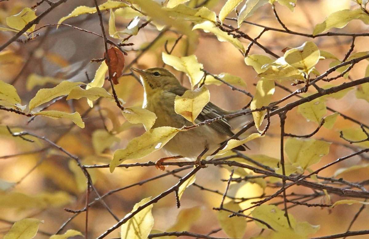 Blackpoll Warbler - ML508321581