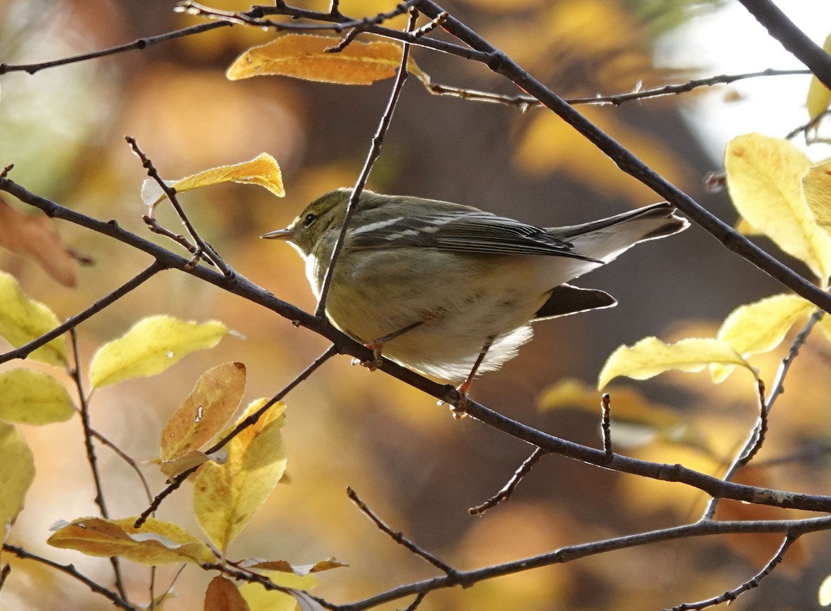 Blackpoll Warbler - ML508321591