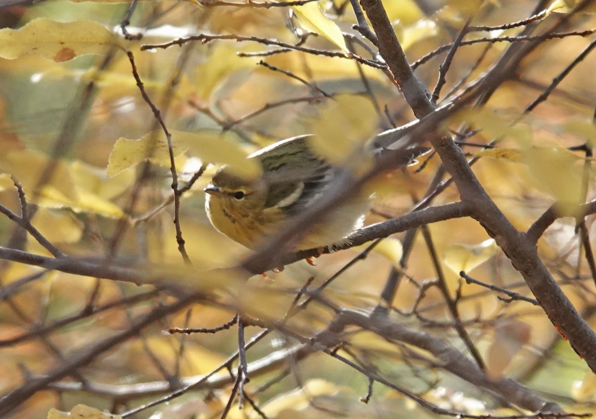 Blackpoll Warbler - ML508321611