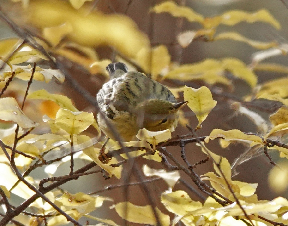 Blackpoll Warbler - ML508321691