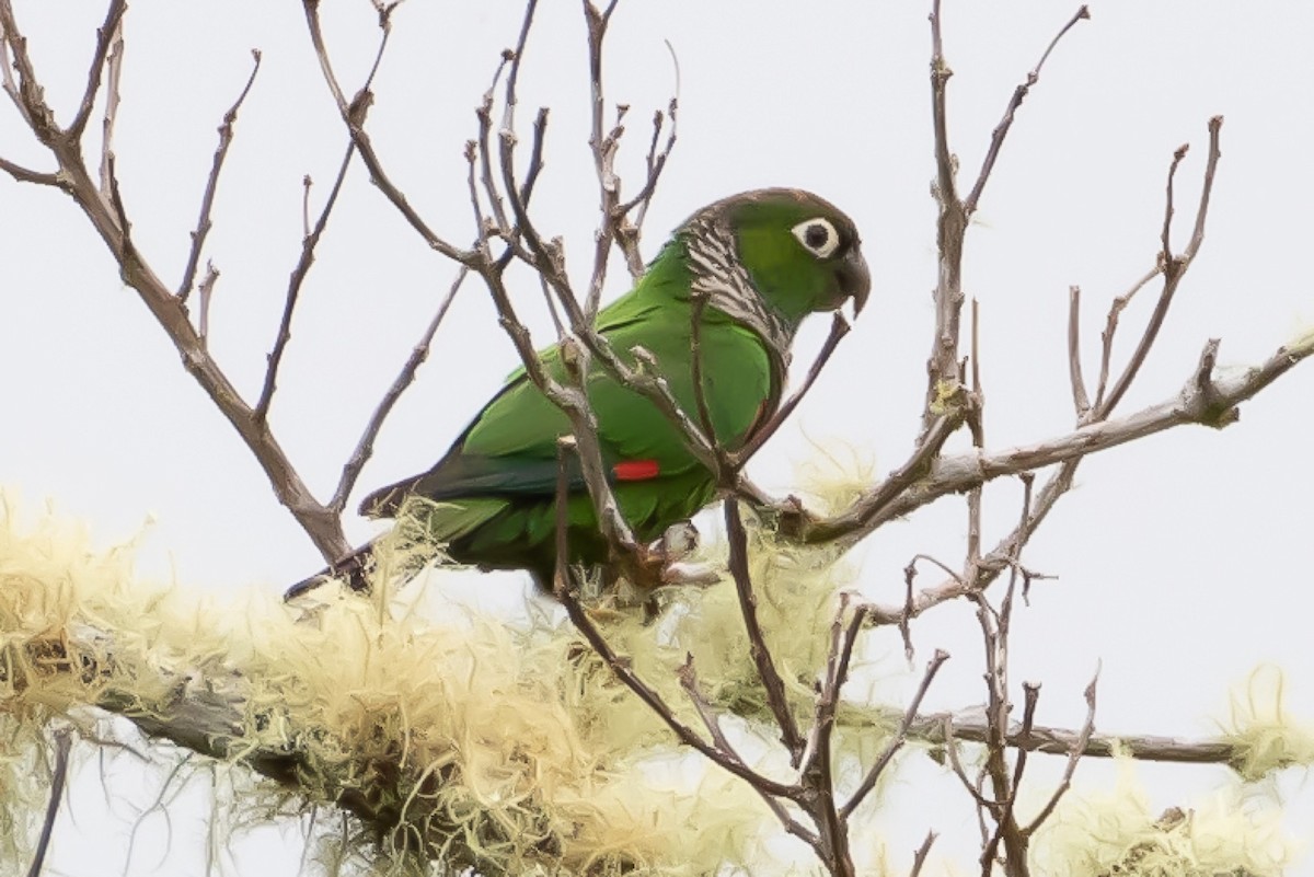 Maroon-tailed Parakeet - ML508321901