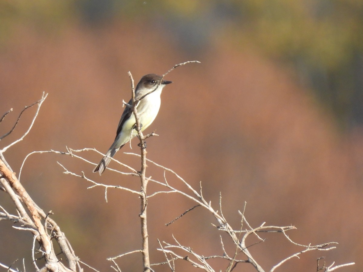 Eastern Phoebe - ML508322091