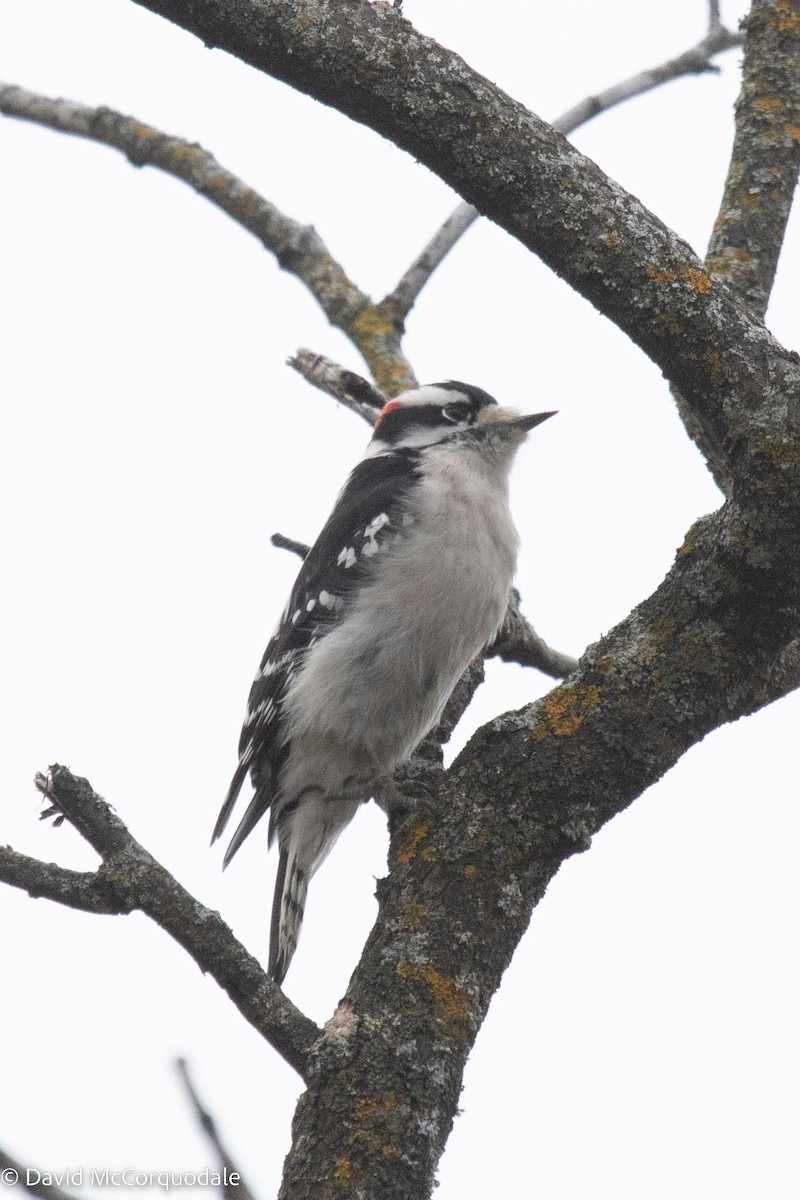 Downy Woodpecker - ML508322301