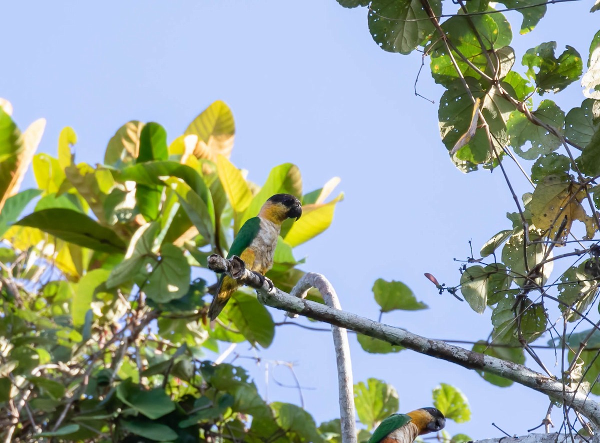 ズグロシロハラインコ - ML508322801