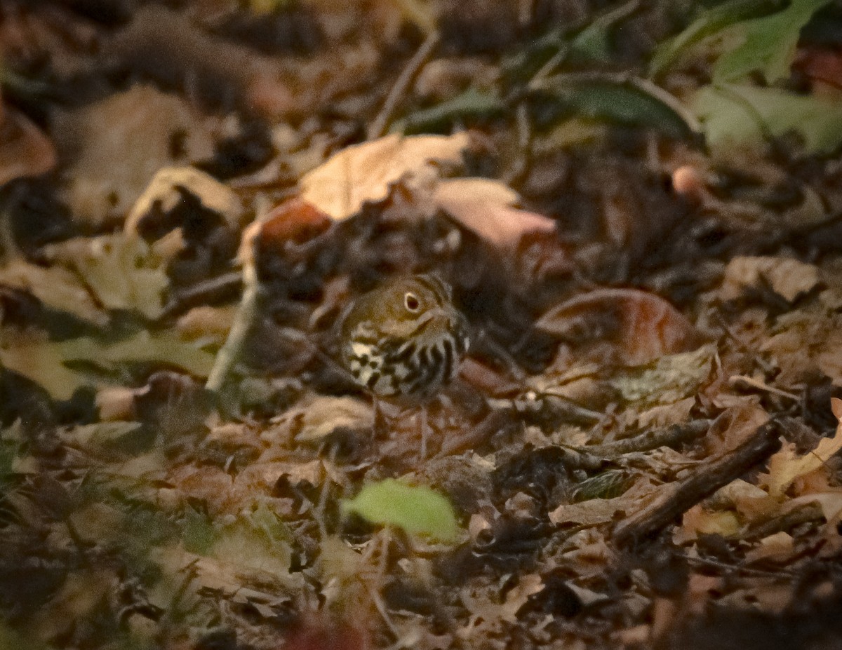 Ovenbird - ML508323211