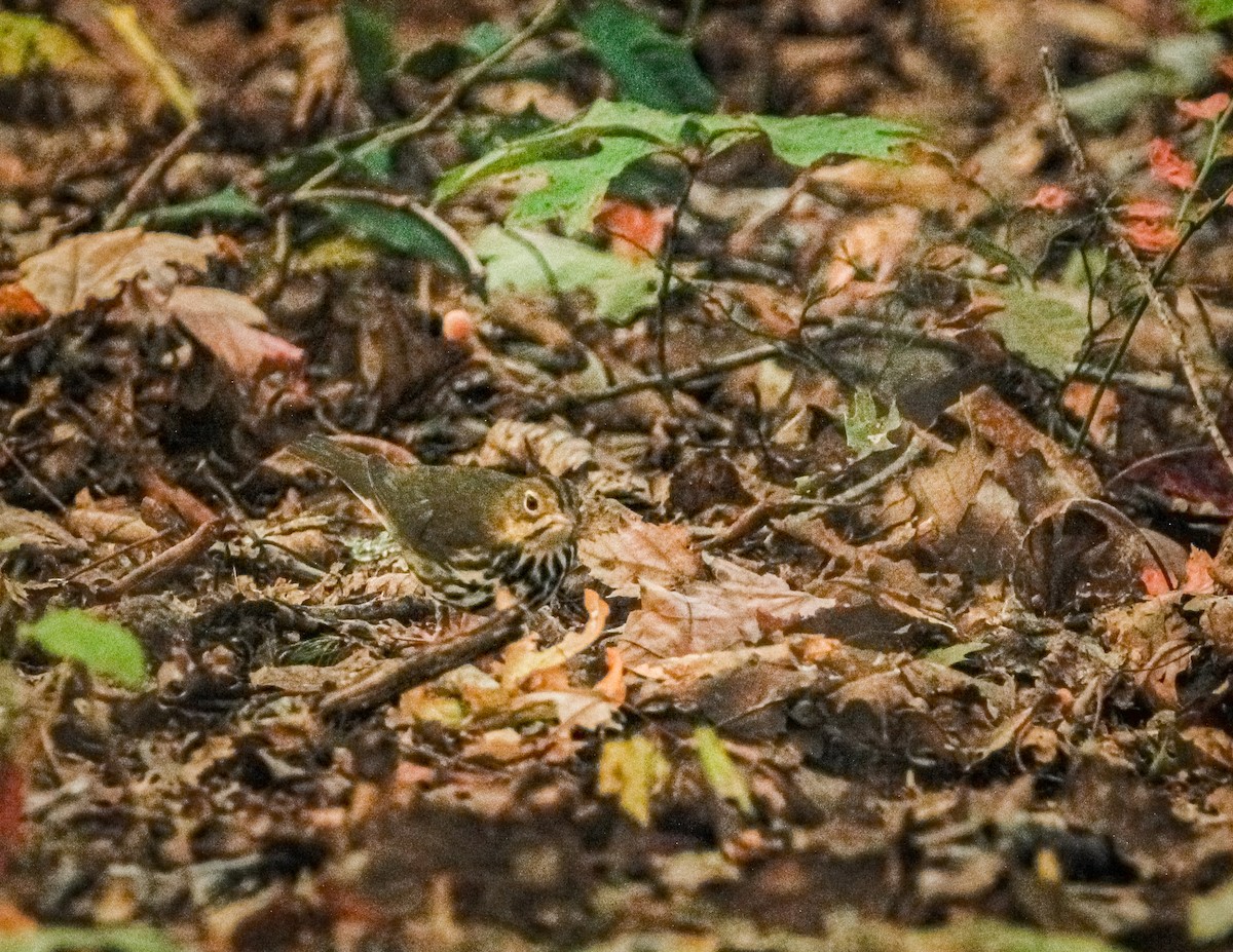Ovenbird - ML508323231