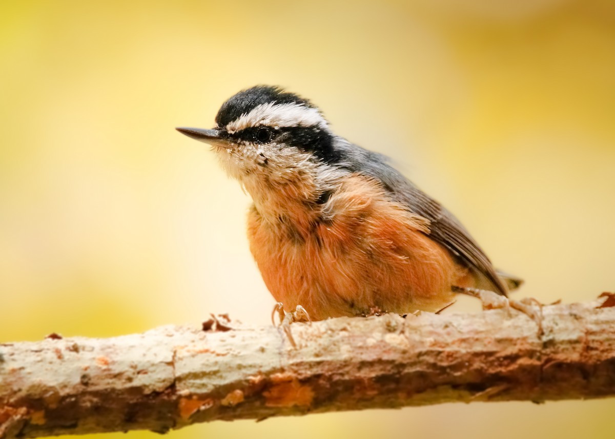 Red-breasted Nuthatch - ML508323621