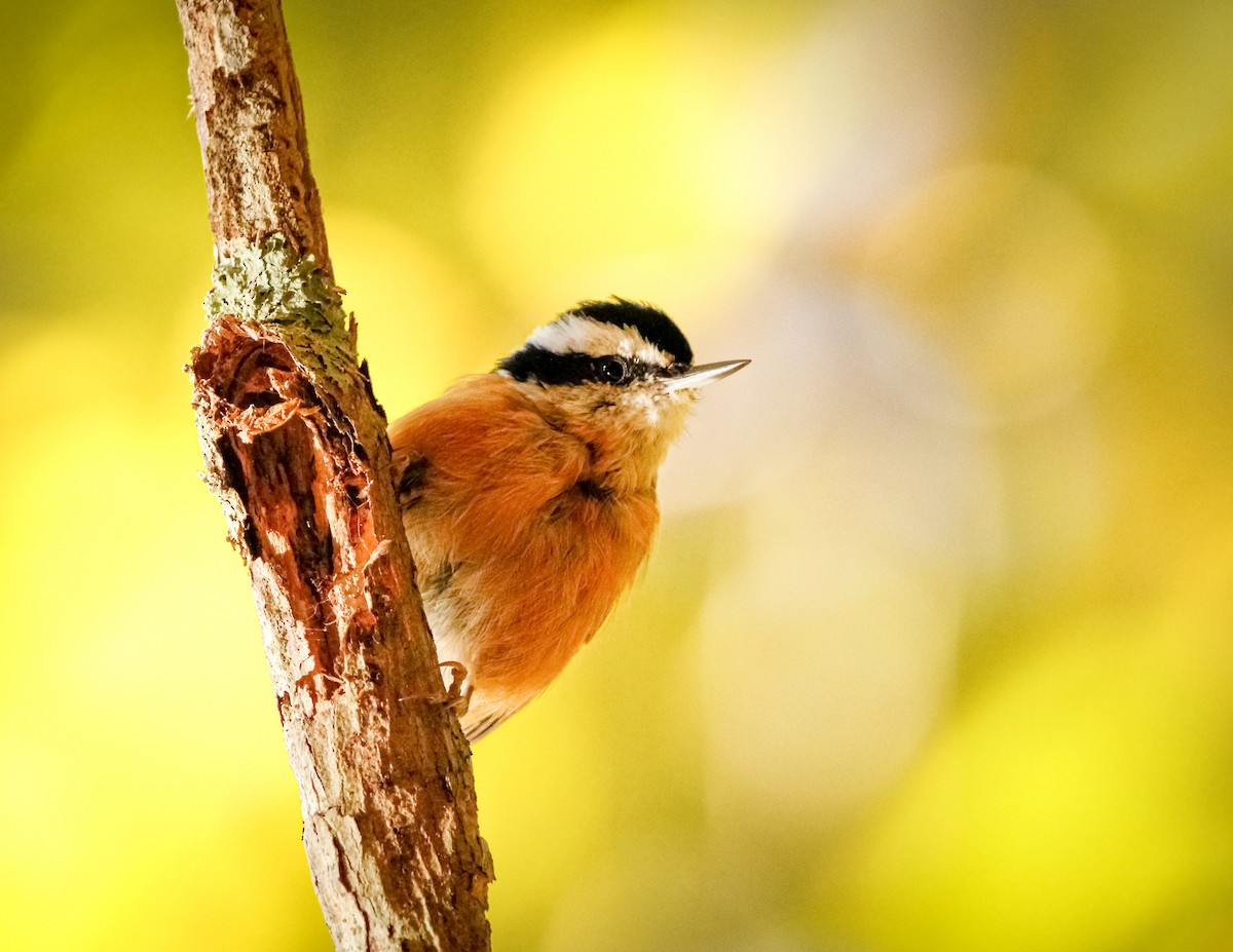 Red-breasted Nuthatch - ML508323631