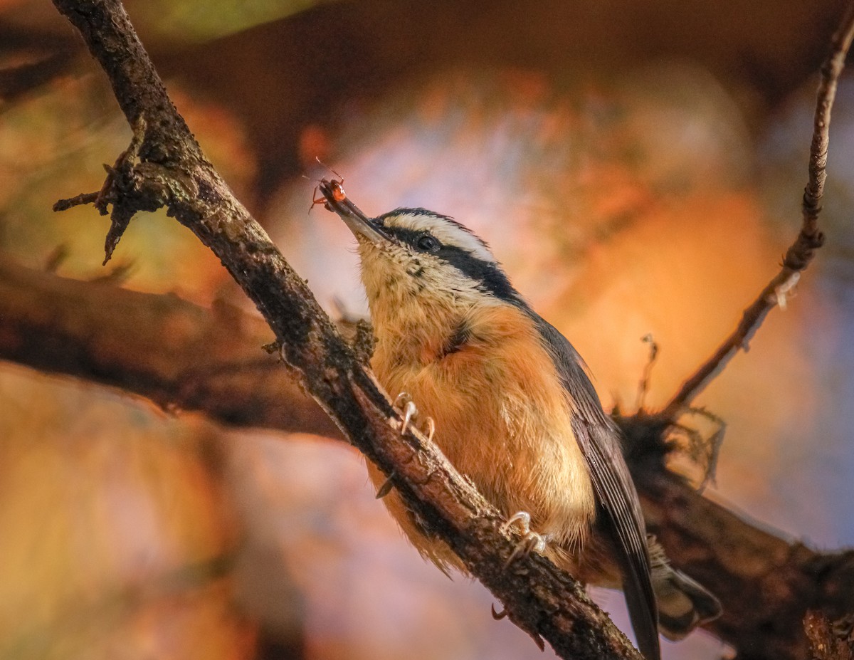 Red-breasted Nuthatch - ML508323641