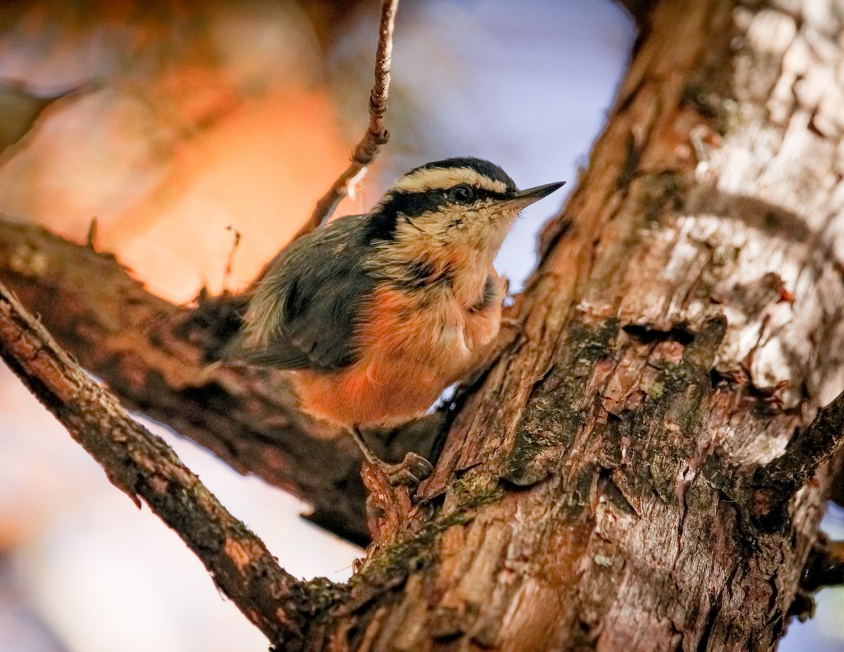 Red-breasted Nuthatch - ML508323671