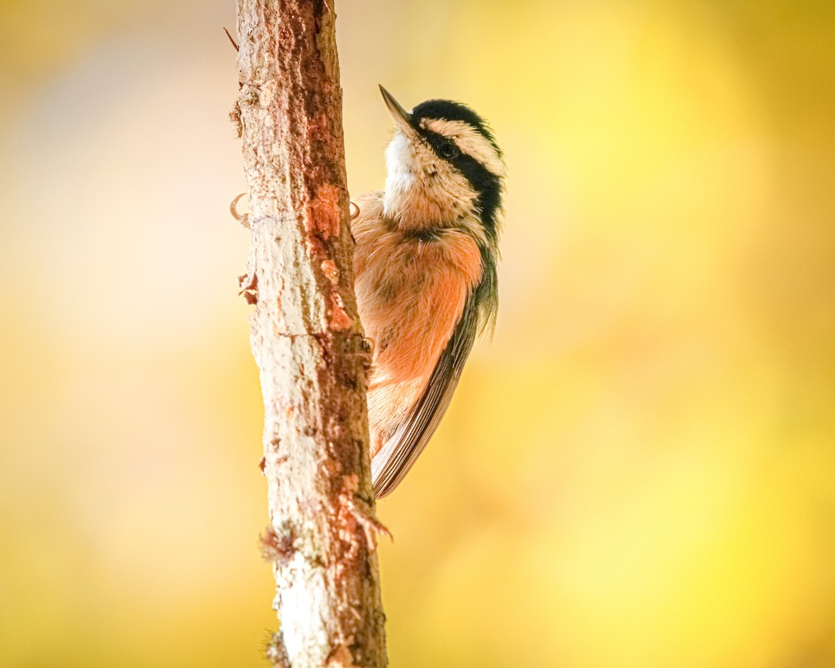 Red-breasted Nuthatch - ML508323681