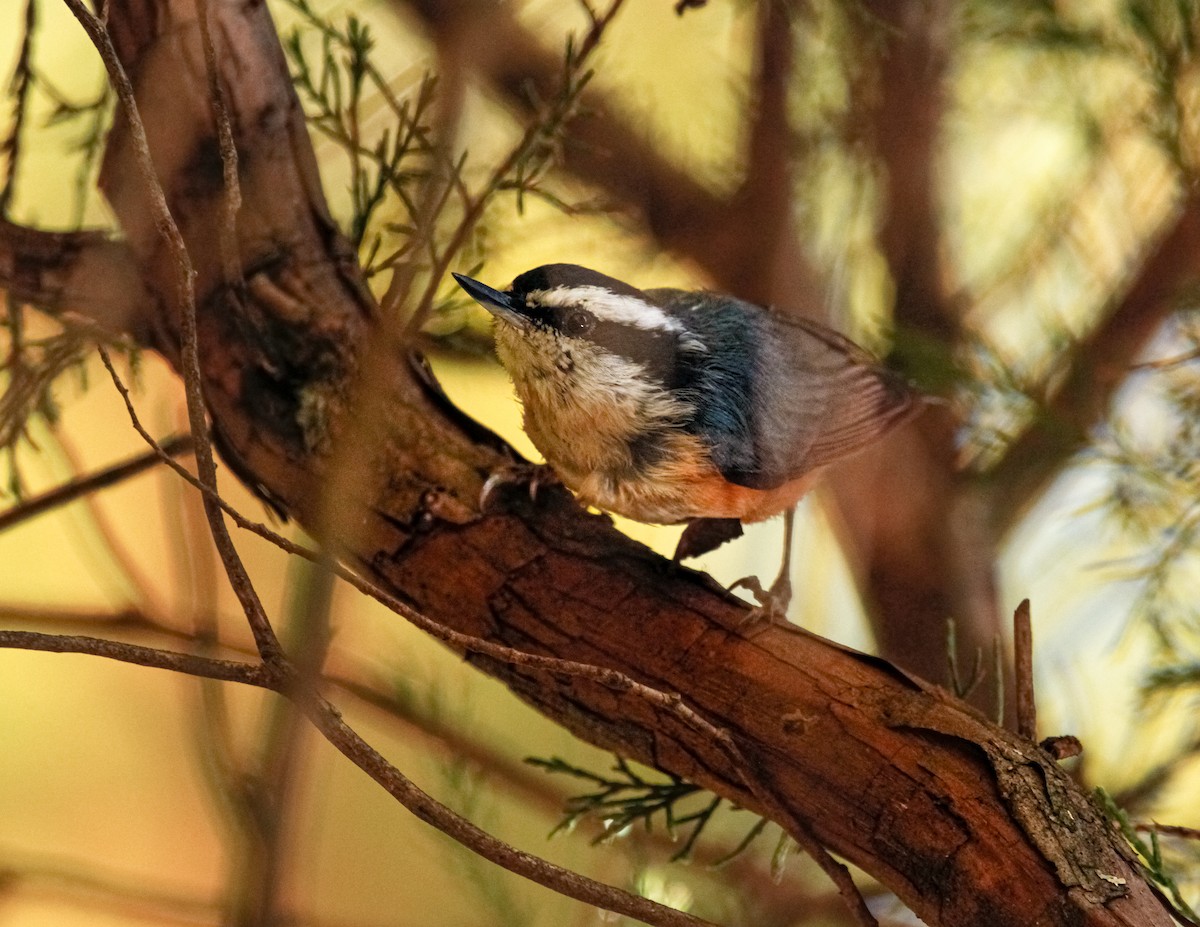 Red-breasted Nuthatch - ML508323691