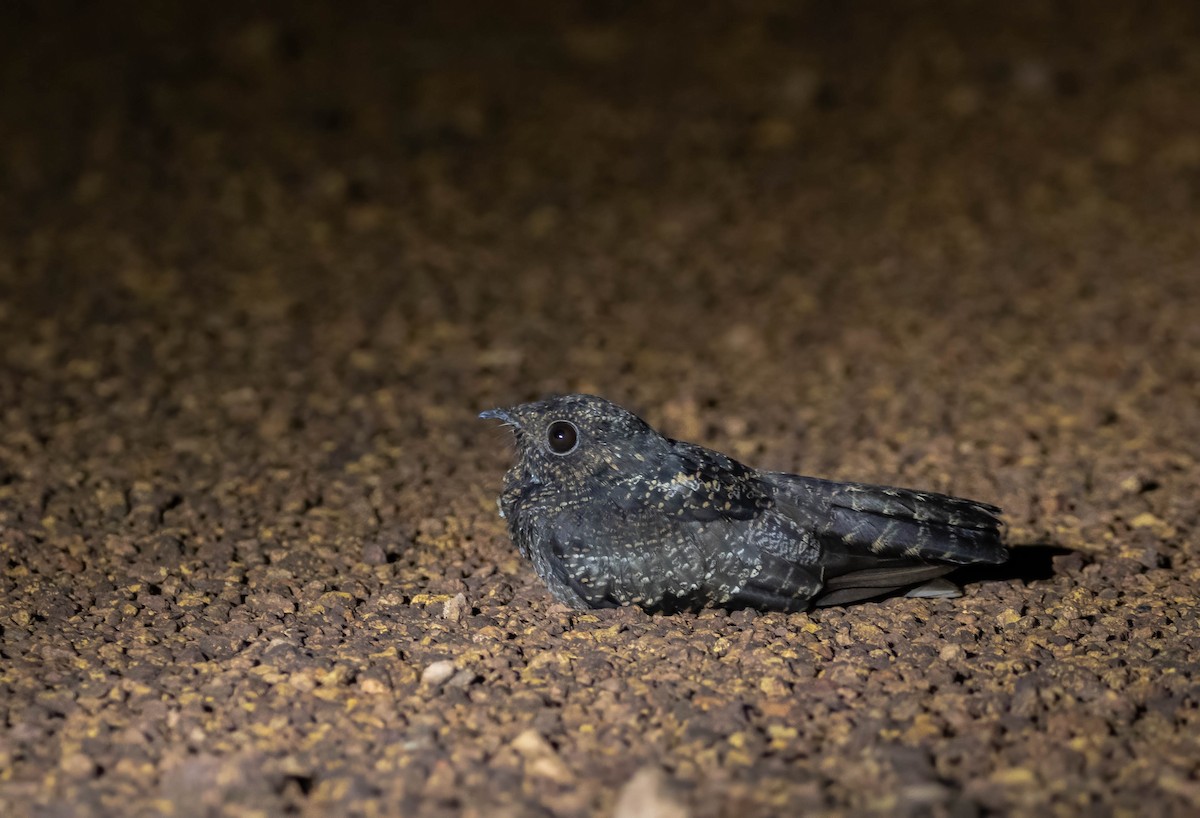 Blackish Nightjar - ML508323701