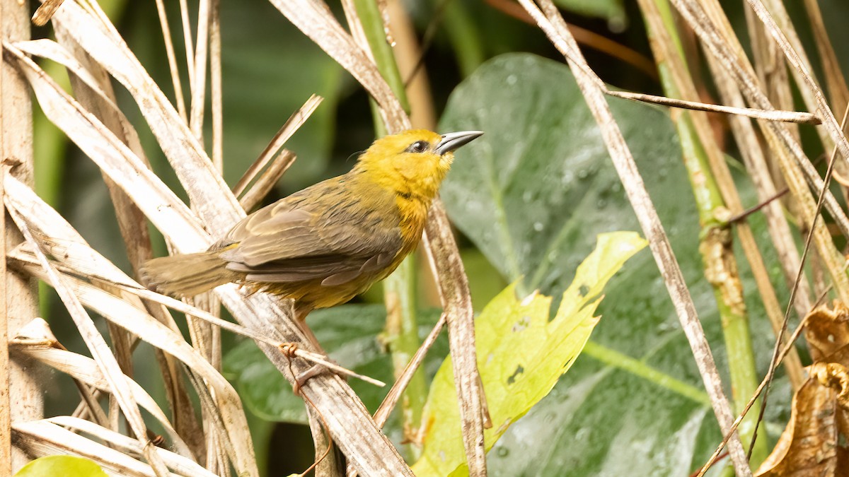 Loango Weaver - Robert Tizard