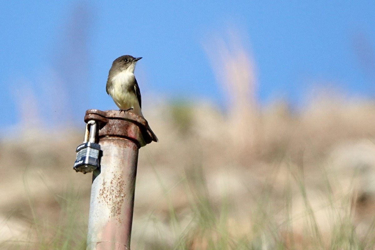 Eastern Phoebe - ML508325071