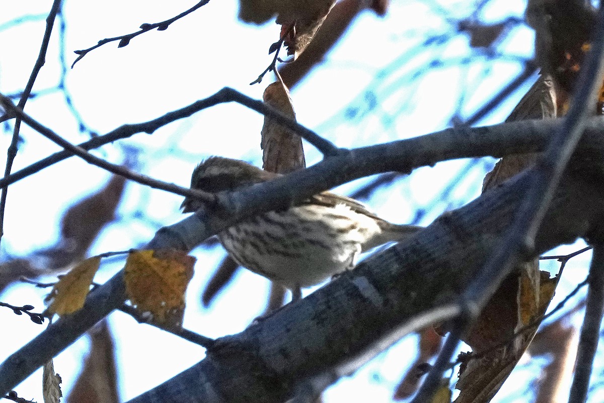 Purple Finch - ML508325281