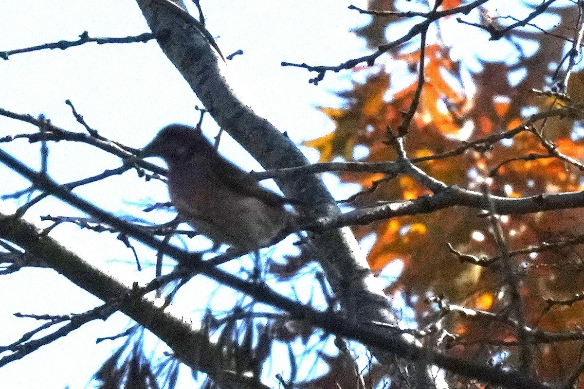 Purple Finch - ML508325291