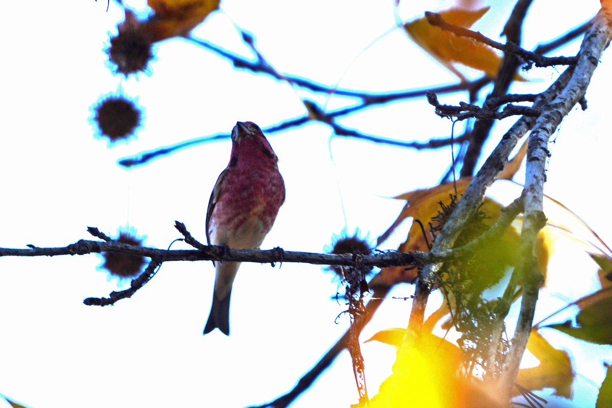 Purple Finch - ML508325311