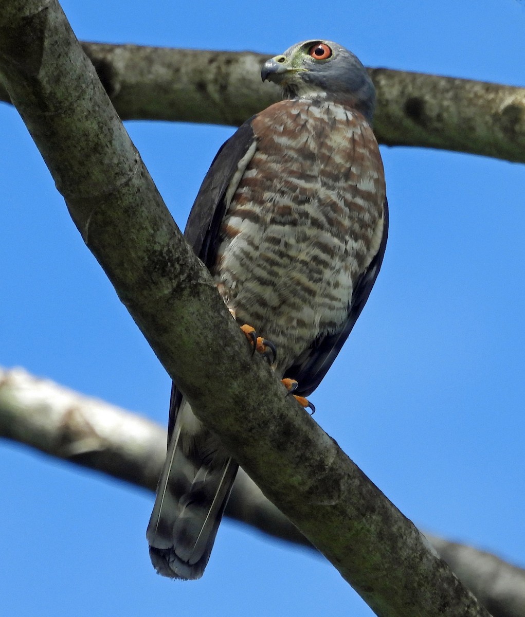 Double-toothed Kite - ML508326151