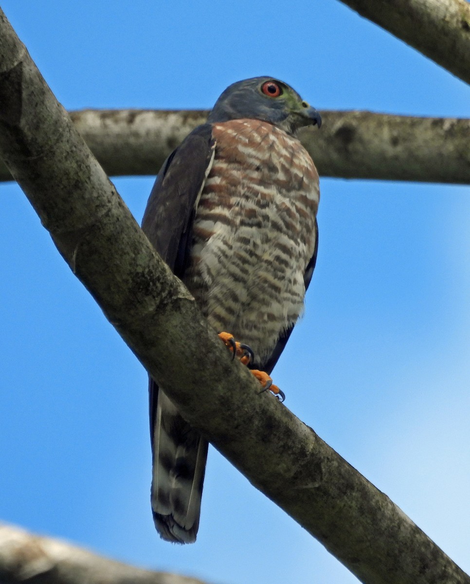 Double-toothed Kite - ML508326171