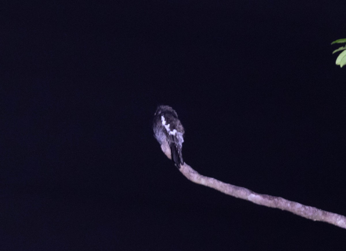 White-winged Potoo - ML508326331