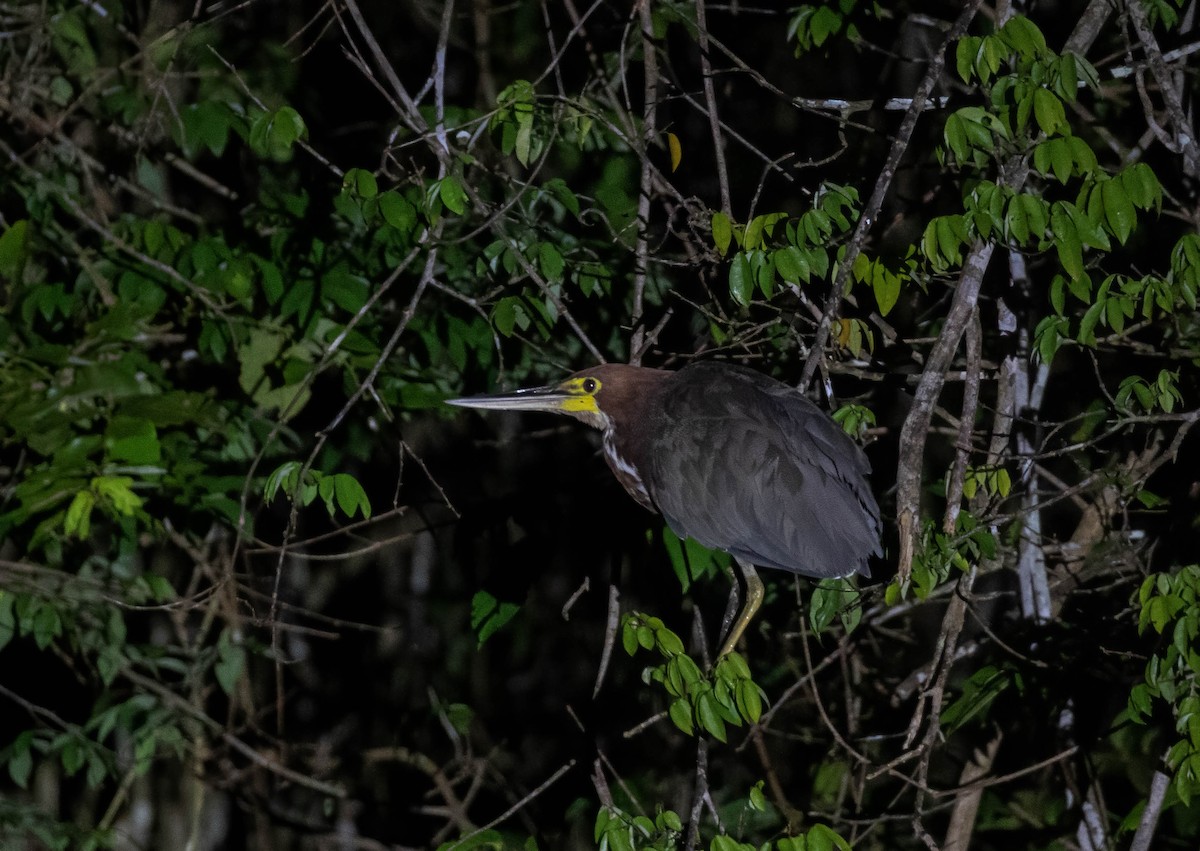 Rufescent Tiger-Heron - Brad Murphy