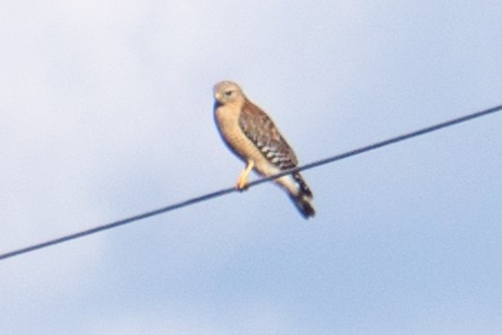 Red-shouldered Hawk - ML50832711