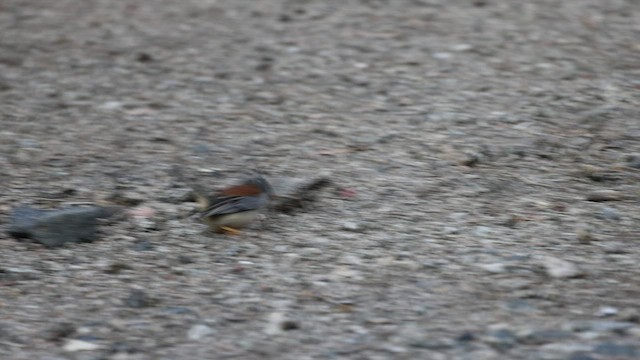 Buff-bridled Inca-Finch - ML508329091