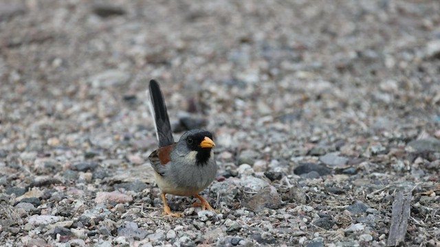 Buff-bridled Inca-Finch - ML508329151