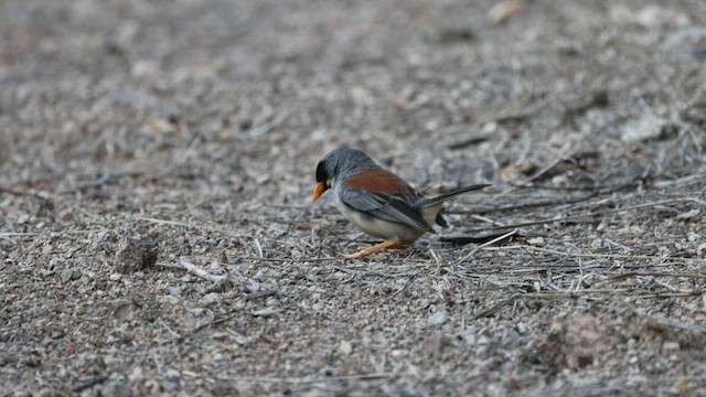 Buff-bridled Inca-Finch - ML508329161