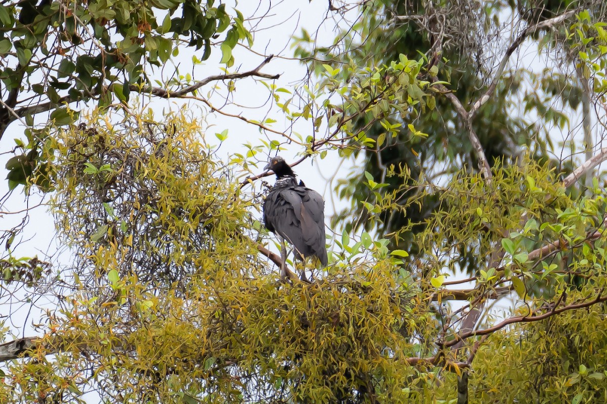 Horned Screamer - A Huang Winoto