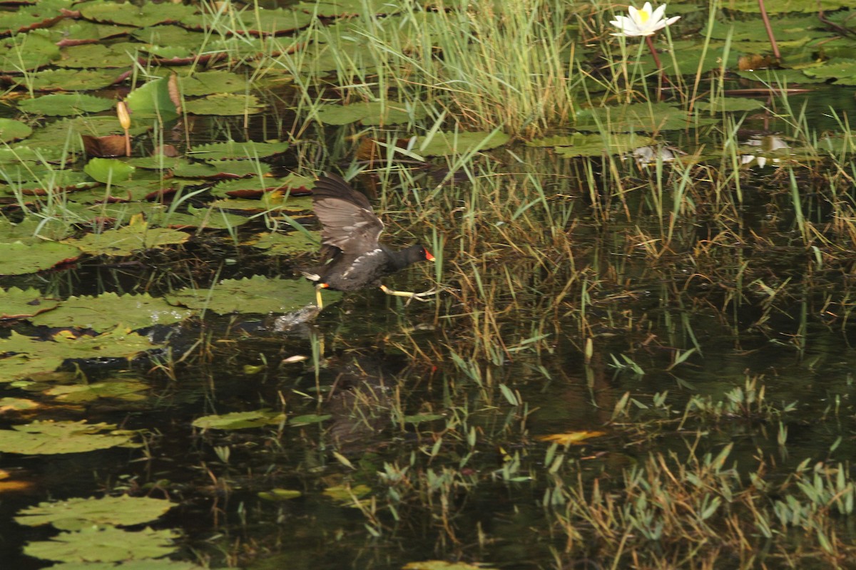 Gallinule poule-d'eau - ML508330101