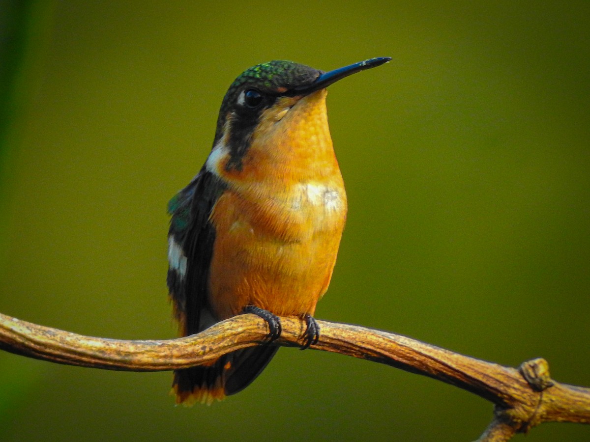 Colibrí de Heliodoro - ML508331151